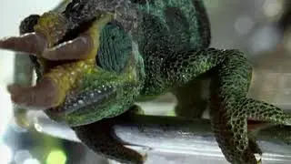 Documental // Animales Sobrenaturales // En Busca de Alimento