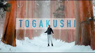 Cedar Trees of Togakushi