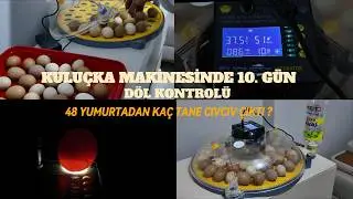 Excitement on Day 10 of the 48-Egg Incubation! (Fertility Check and Results)
