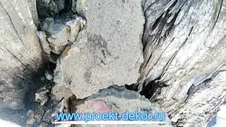 Пломбирование дупла в дереве