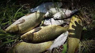 Рыбалка Супер клёв с макухой! Fishing