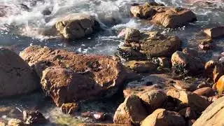 Otters in Cape Town