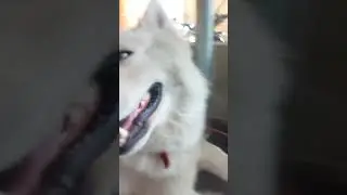 good morning with my husky#viral #1millionviews #subscribe #doglover