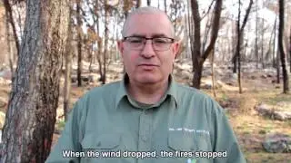 Healing the forests after the November Fires