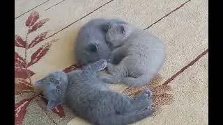 Kedi özel hayat kalmadı ya Çok tatlılar yaa #keşfeteyiz #kedi #komik