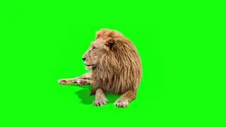 lion sitting and shaking its head green screen footage | 4K footages | GreenScreen Vfx
