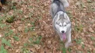 мои хаски