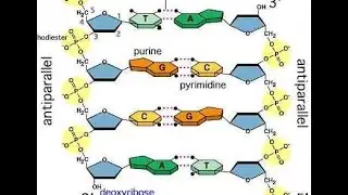 Il DNA distrugge l'evoluzionismo EVIDENZE DI CREAZIONE!
