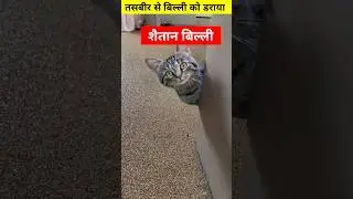 तसवीर से बिल्ली को डराया #shorts #short #shortsvideo #shortvideo #shortsfeed