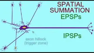 AP1: NEURONS: SPATIAL SUMMATION.avi