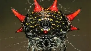 World’s 21 Weirdest Spiders
