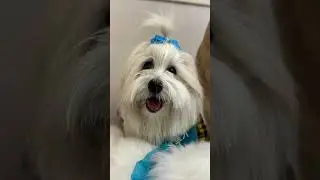 Hilarious Day at the Dog Cafe Park! Last Visit Ever? 🤣🐶