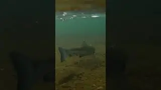 Риболов на река Арда.