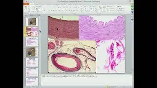 Chapter 11 Blood Vessels 1