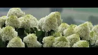 HYDRANGEA DANCE