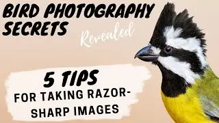 5 Tips For Taking Razor Sharp Images - Bird Photography Secrets Revealed - Jan Wegener Vlog