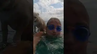 А собака то боится . Живодеры‼️ #chihuahua #music #puppy #сочи #животные #живодеры #море #морелута
