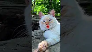 😸Вы такие умные ! От Вас умом пахнет … 