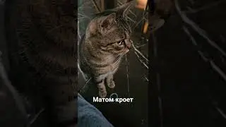 соседка