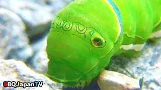 アゲハチョウの幼虫 / Swallowtail butterfly larvae / личинки Махаон