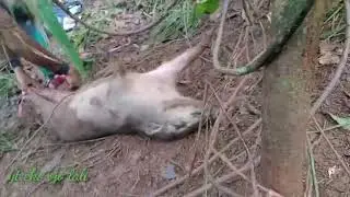 babi udah kena jerat masih di keroyok anjing,#jeratbabi#