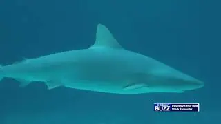 Forget Watching on TV, Have Your Own Close Encounter with Sharks!