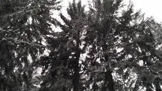 новогодний лес