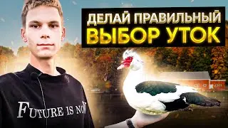 Как же ПРАВИЛЬНО выбрать уток на племя❓Сколько оставить на зиму | на племенную работу ❓Окрасы уток