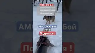 Амстафф Бой мог и подраться 