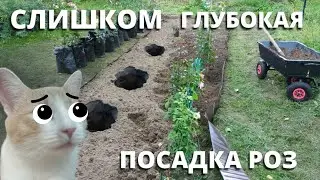 КАК ПОДНЯТЬ ГЛУБОКО ПОСАЖЕНЫЕ РОЗЫ. 22 августа 2024 г.
