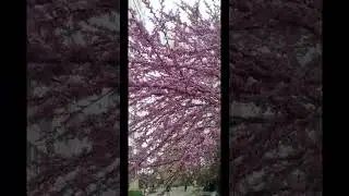 Вперед к мечте!
