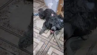 Сенечка мой малыш. он очень болен . Печеночный шунт. Мы все его очень любим. Живи СЕНЯ!