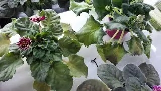 Are violets disappearing? Why do violet leaves lose turgor? Violet leaves turn yellow and black.