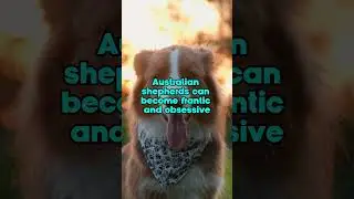 3 Most CRAZED Dog Breeds #shorts