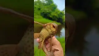 PRECÁRIA DEU. BOA  PEGUEI UM PEIXES HELICÓPTERO 🚁🚁