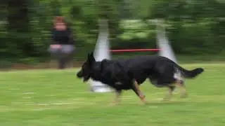 Agility KG Sirius  Jumping 1 A Kuenen Queen Heike van het Cranenbos