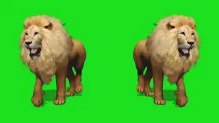 Two lions // hd green screen effect// download mp4