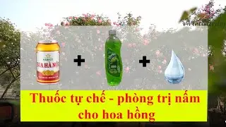 Tổng hợp cách phòng bệnh nấm hoa hồng bằng thuốc tự chế