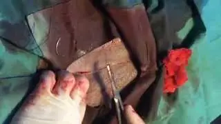 Pregnant dog spay