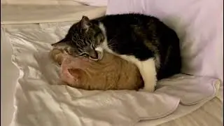 Revealing love: Kitty Poppins story