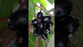 What is the benefit of Jamun?#shorts