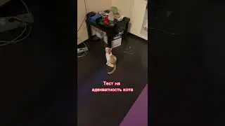 Такой кот горе в семье)))