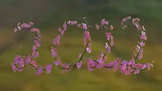 Blender Tutorial Practice: Dissolve Flower