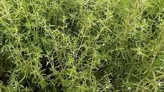 When to collect savory and how to dry. The use of seasoning in cooking