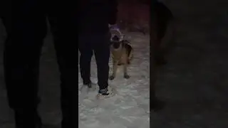 Немецкая овчарка🐕‍🦺 Ночная прогулка👍#shorts