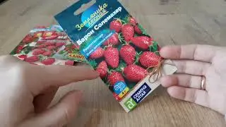 Земляника из семян, опыт выращивания в 2023 году.