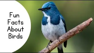 All About Birds for all : Animal Learning for all @digital_being @naturelenses