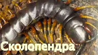 Ядовитые многоножки.  Гигантская Сколопендра.