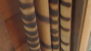 Bamboo culm after flaming before splitting