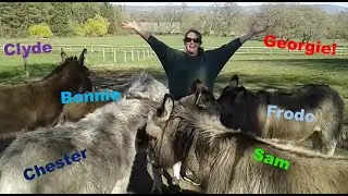 Meet the Wintershall Donkeys